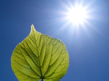 The Differences Between Photosynthesis & Respiration