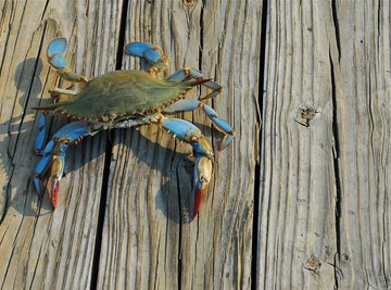 How to Catch a Blue Crab in Florida