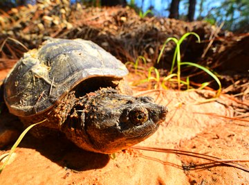 What Are the Predators for Snapping Turtles?