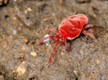 Insects That Look Like Bed Bugs