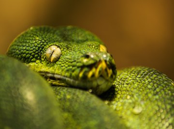 Green Tree Snake Facts