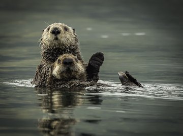 How Do Sea Otters Protect Themselves?