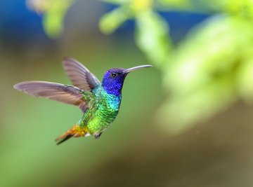 Birds That Drink Hummingbird Water