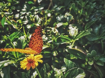 The Respiratory System of a Butterfly