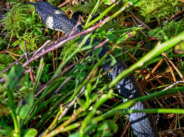 Snakes Found in New York State