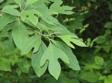 How to Find Sassafras Trees