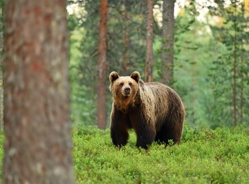 Animals & Plants in Greece