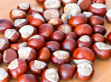 Difference Between a Buckeye Nut & a Horse Chestnut