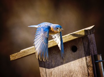 Northeast Bird Identification | Sciencing