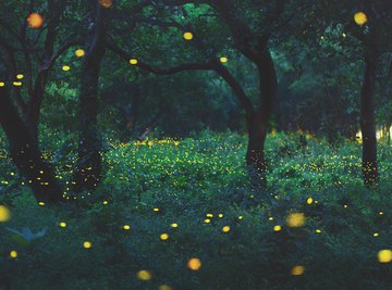 Fireflies are at risk.