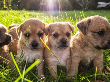 Ideas for Science Fair Projects With Dogs