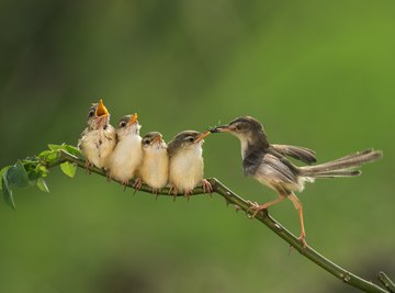 baby birds feeding in nest