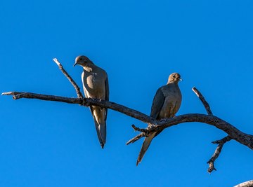 How Long is the Life Span of a Mourning Dove?