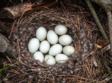 How to Make a Homemade Incubator for Duck Eggs