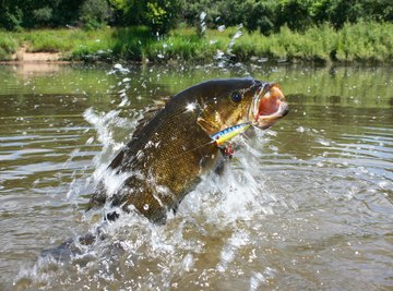 What Type of Fish Are in the Choptank River?