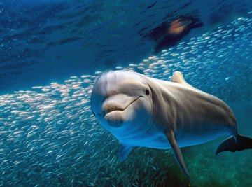 How Long Can a Dolphin Hold its Breath