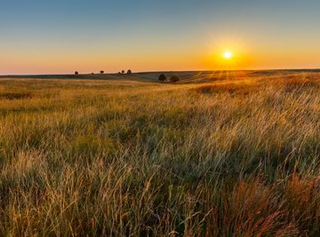 Animals in the Savanna Grassland