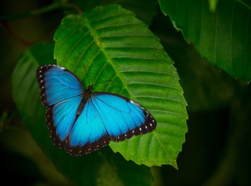 What Are the Adaptations for Survival of the Blue Morpho Butterfly?