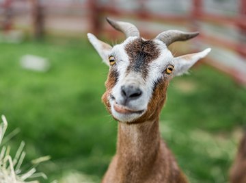 Similarities of Goats & Sheep