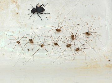 What Eats Daddy Longlegs?