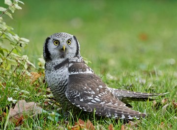 Owl pellets provide clues to owl's diet