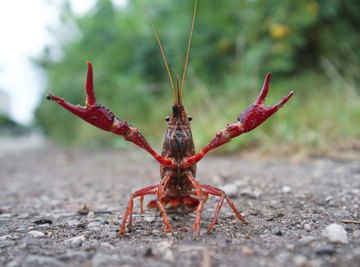 How to Tell a Male Crawfish From a Female