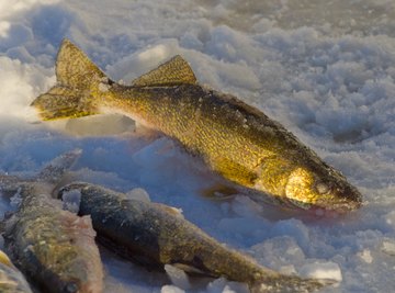 How to Tell the Difference between Male & Female Walleyes