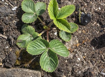 Science Experiments With Plants for Kids