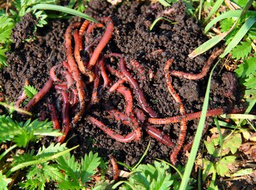 The Habitat of Red Worms