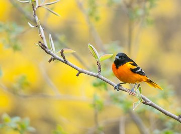 How to Build a Grape Jelly and Orange Feeder From a Hanger to Attract Orioles