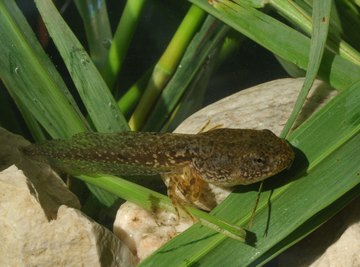 How to Find Tadpoles