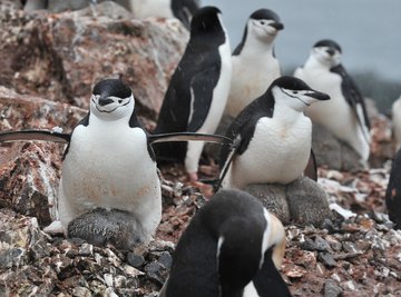 Adelie penguins' mating habits were quite the shock to early explorers.