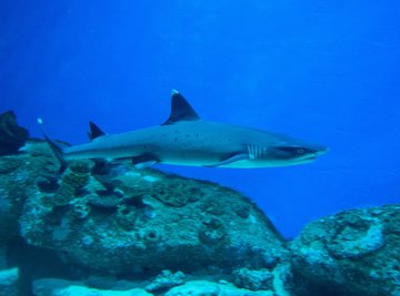 How to Find Megalodon Teeth