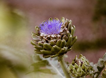 plant pollen