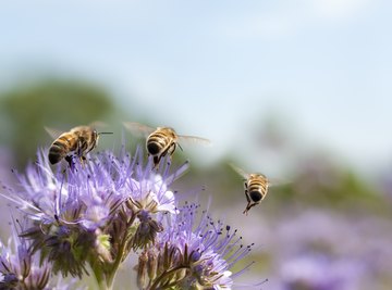 How to Identify Bees, Wasps & Hornets