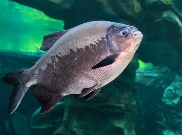 Facts About Pacu Fish