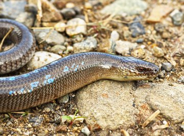 Worm Snakes in Georgia