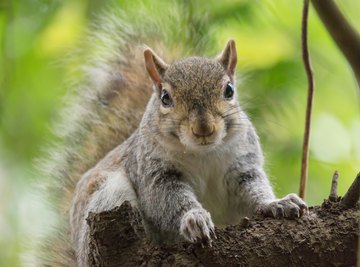 Squirrels of Wisconsin | Sciencing