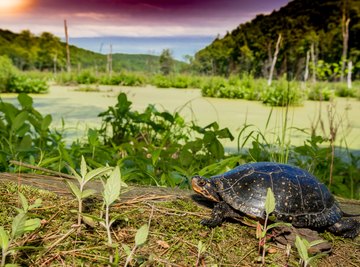 Turtles That Are Found in Indiana