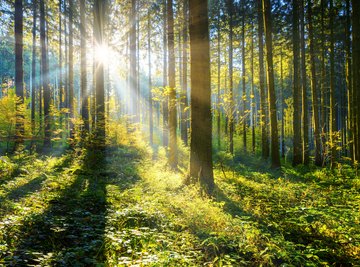 Negative Effects of Clear-Cutting