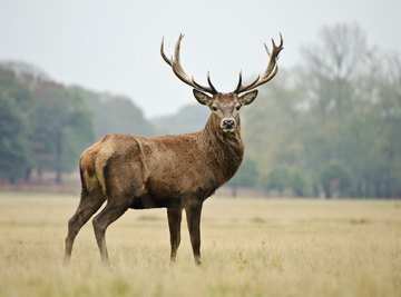 Animals Found in the Humid Continental