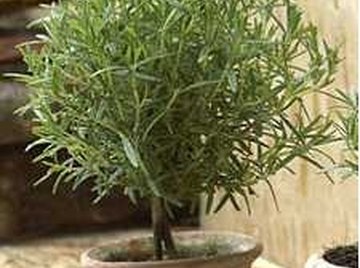 How to Make a Rosemary Topiary