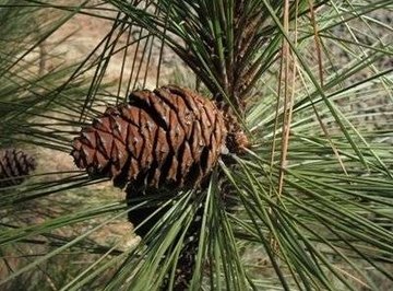 How Do Coniferous Plants Reproduce?