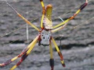About the Banana Spider