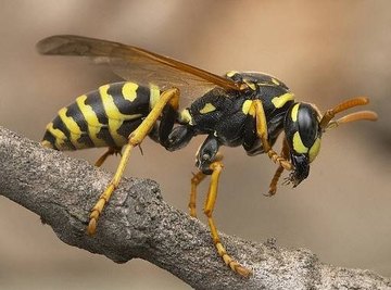 About the Wasp Life Cycle