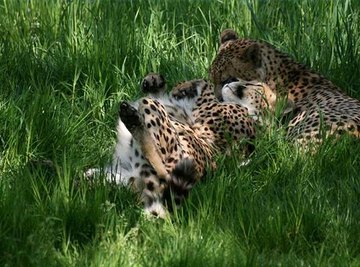 How Do Cheetahs Reproduce?