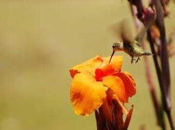 How Do Hummingbirds Help Pollination?