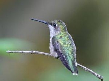 How Do Hummingbirds Mate?