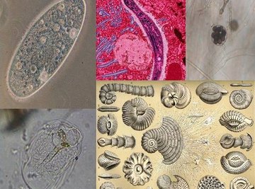 How Do Protists Reproduce?