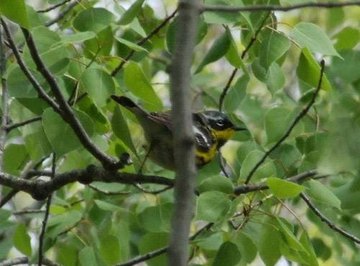 How Do Birds Communicate?